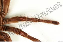 Leg Spider